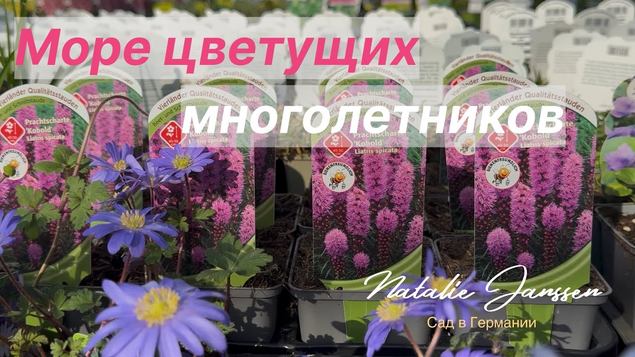 Весна в садовом центре🌿Большой выбор цветущих  многолетников🌿