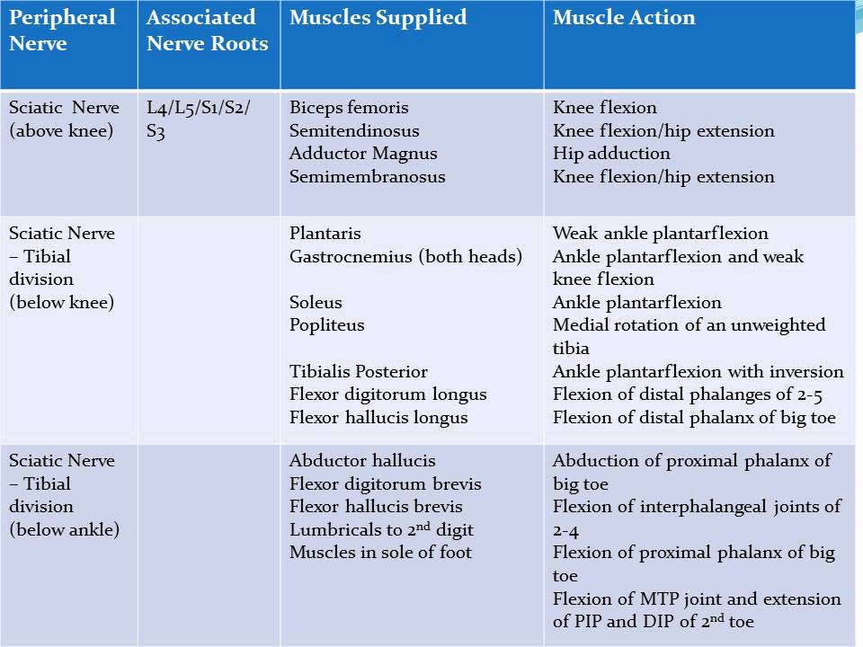 LOWER EXTREMITY IMPAIRMENTS LESIONS SCIATIC NERVE www.ezqmeceu.com QME Continuing Education