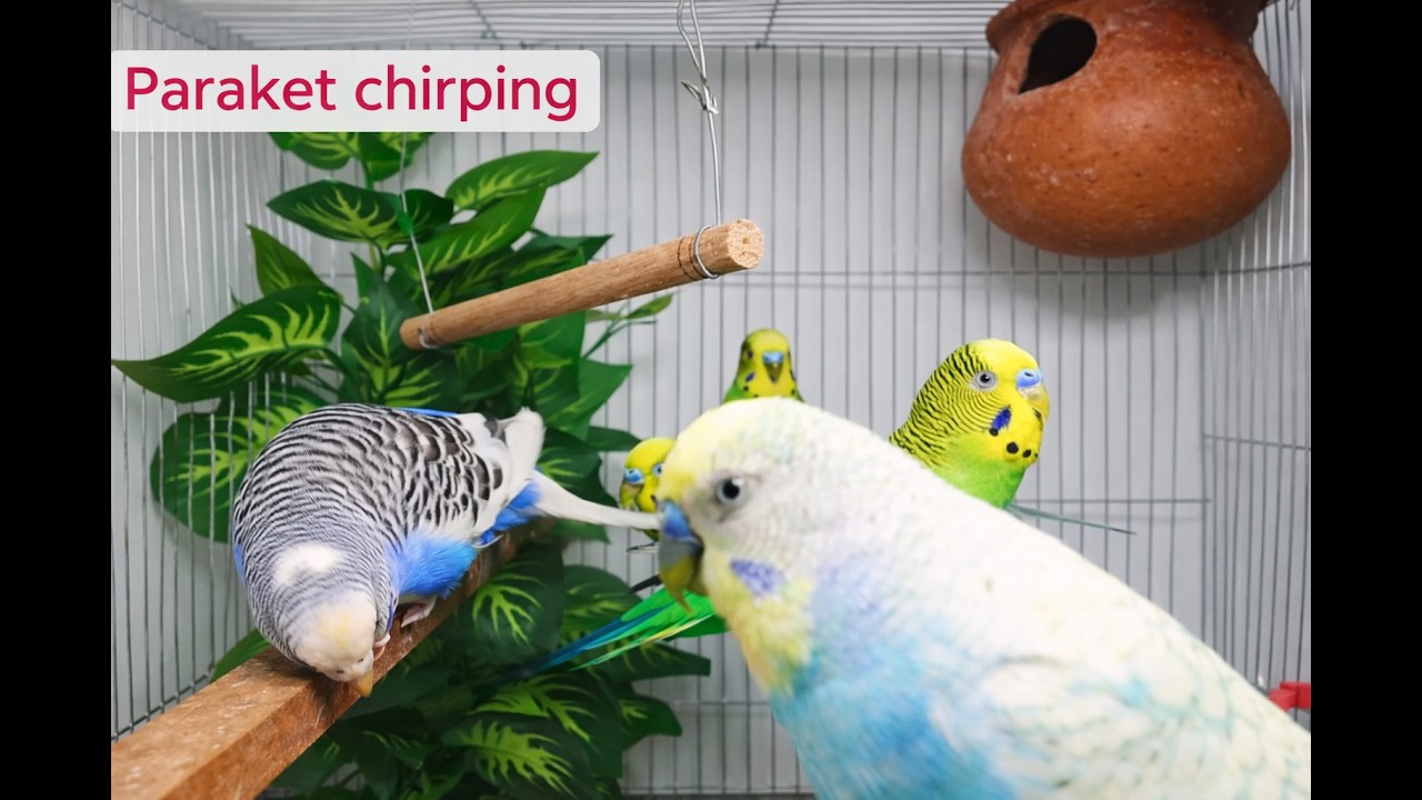 Parakeet Chirping Sounds 🐦 | Happy Budgies Singing in Cage | Relaxing Bird Sounds