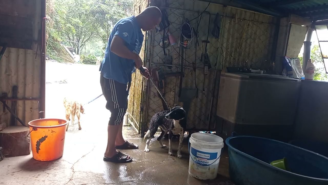 @ube farmer ti sablan,na ligo mga alaga