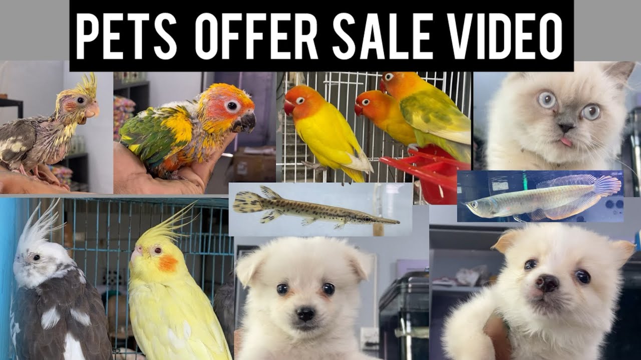 Offer sale! @fatfishfarm  kangayam