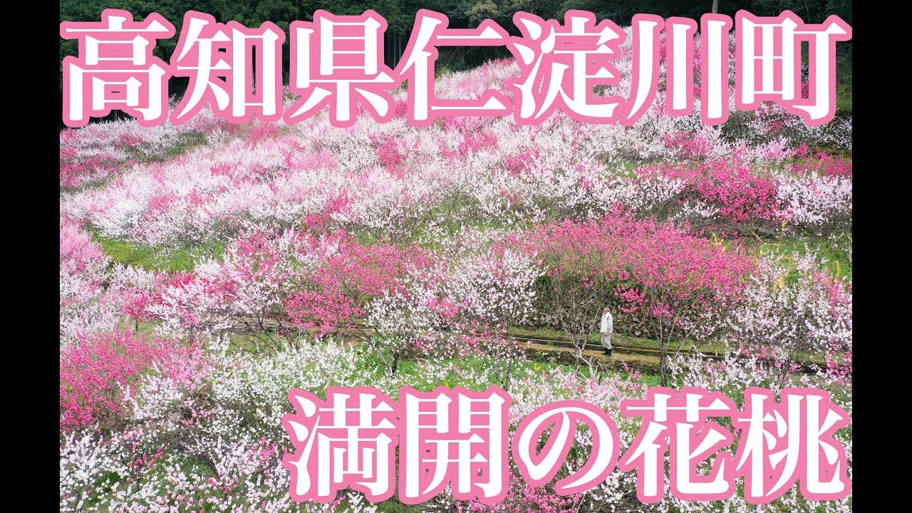まさに〝桃源郷〟　高知県仁淀川町・満開の花桃
