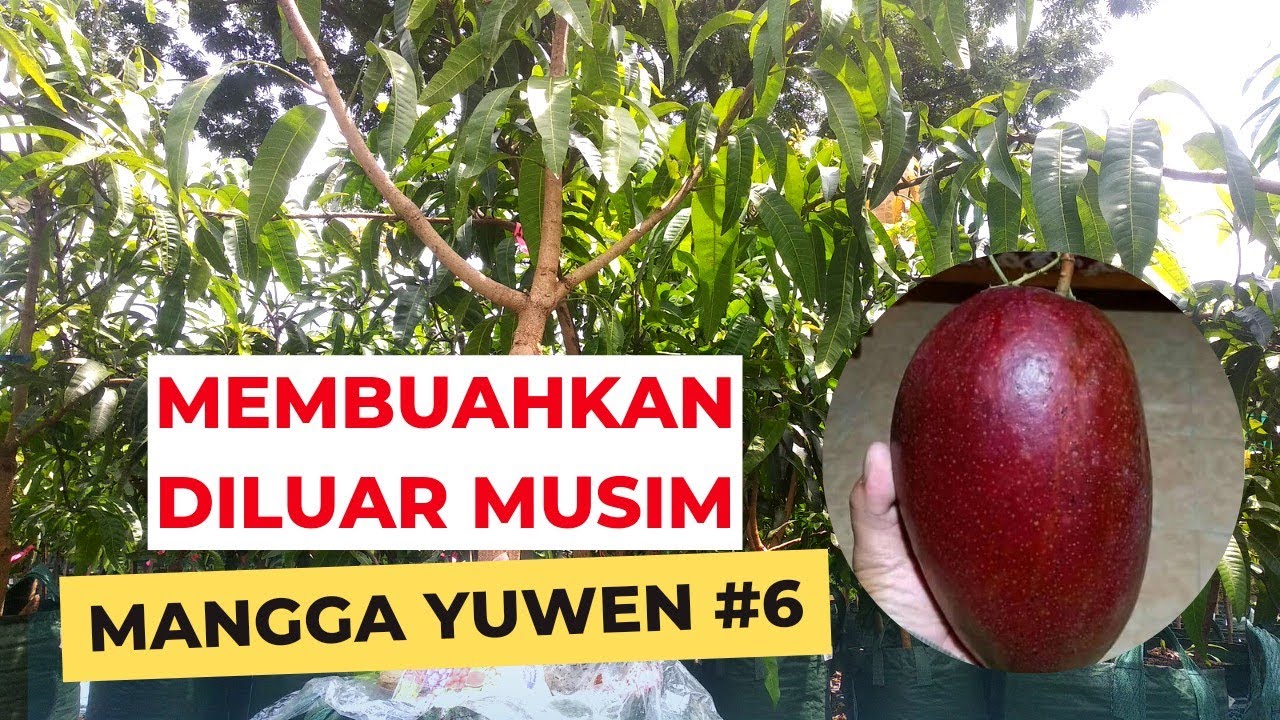 PROSES PEMBUAHAN TABULAMPOT MANGGA YUWEN 06