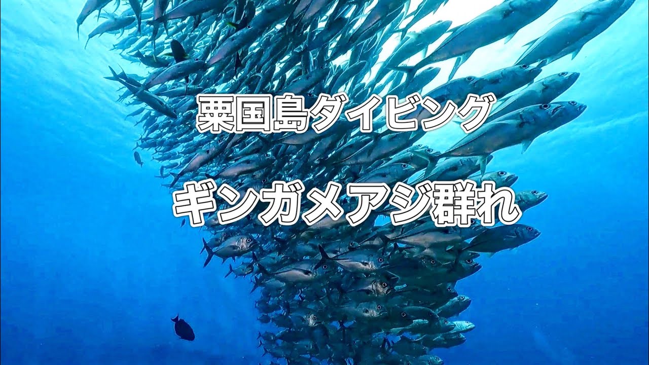 粟国島ギンガメアジ群れ・粟国島ダイビング・ディーズパルス沖縄
