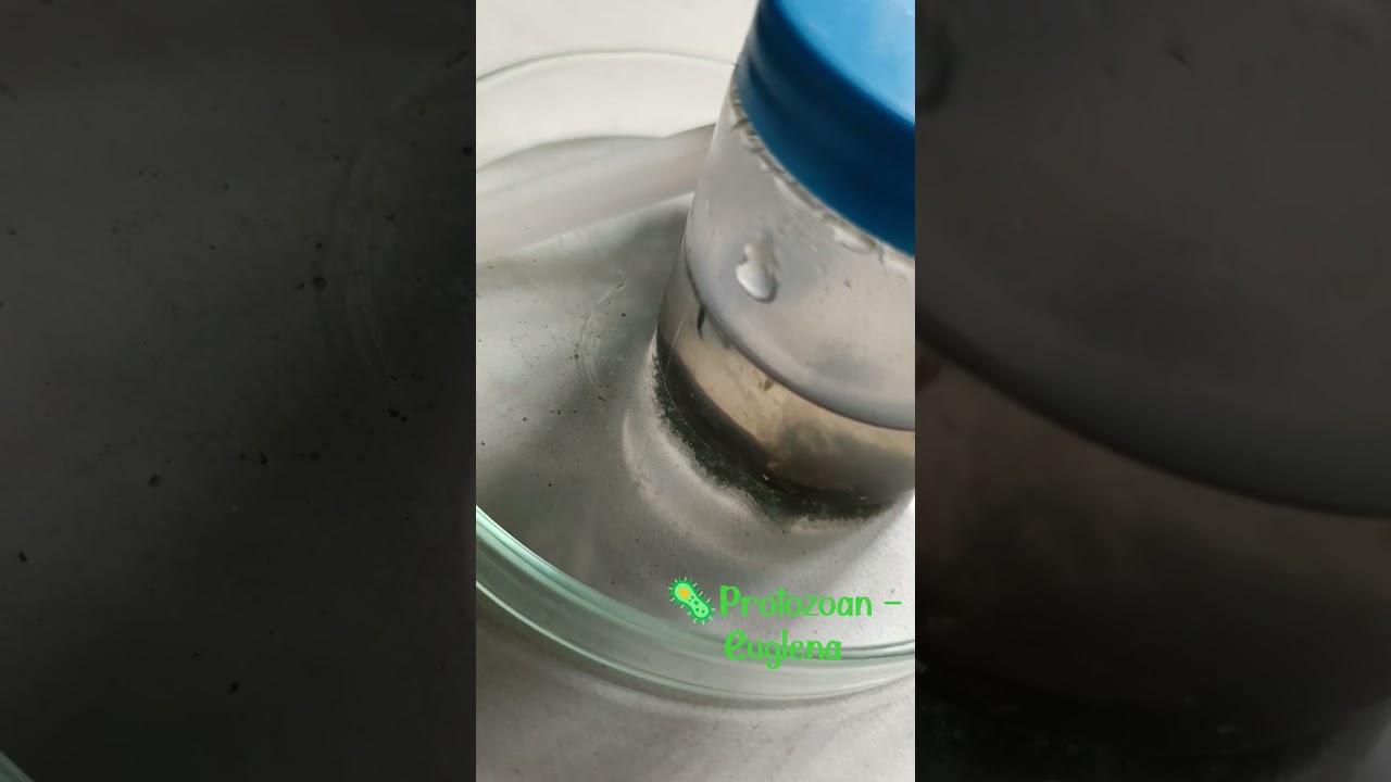 Lake water with euglena under the microscope #microscope #microscopy #protozoa #euglena