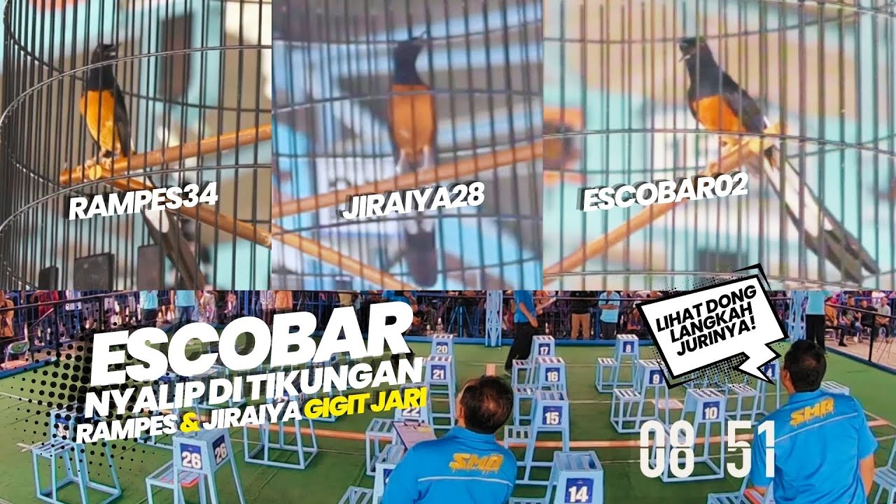 ESCOBAR 2 MILYAR Nyalip Di Tikungan😁😁Rampes & Jiraiya GIGIT JARI #viralvideo #muraibatugacor