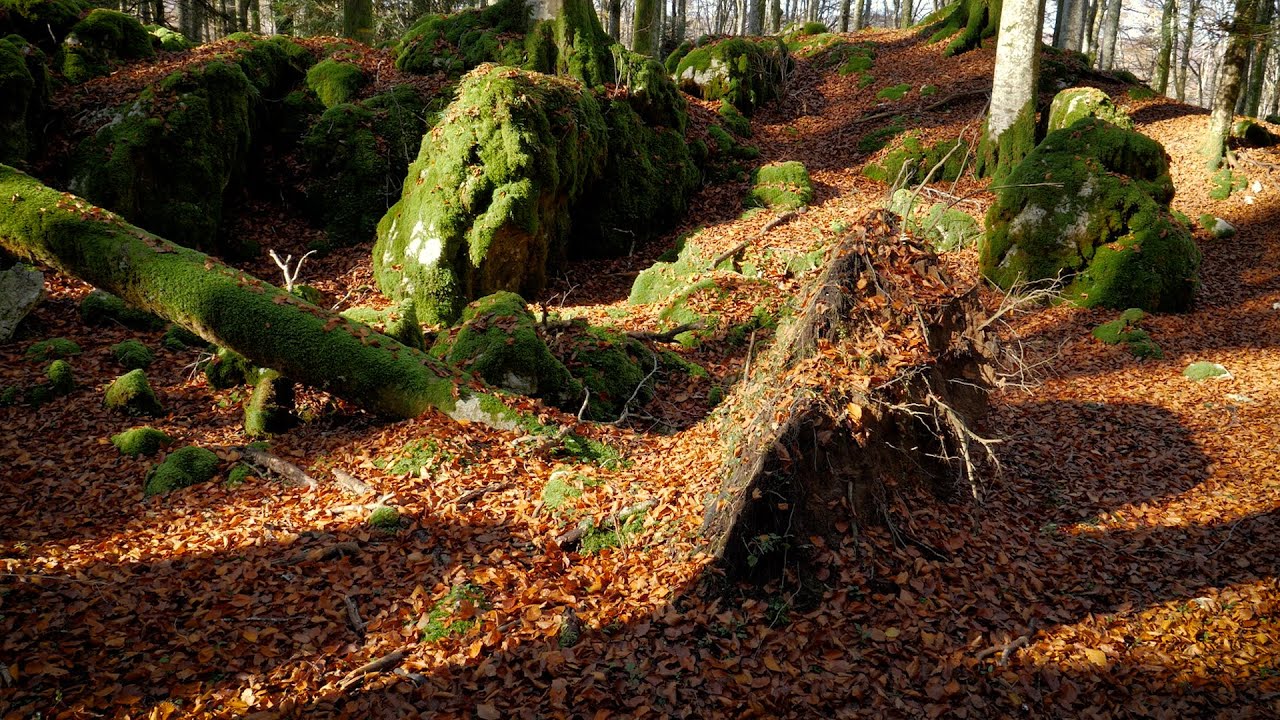 Interventi pro-senescenza e creazione di micro-habitat #01 - Alberi sradicati