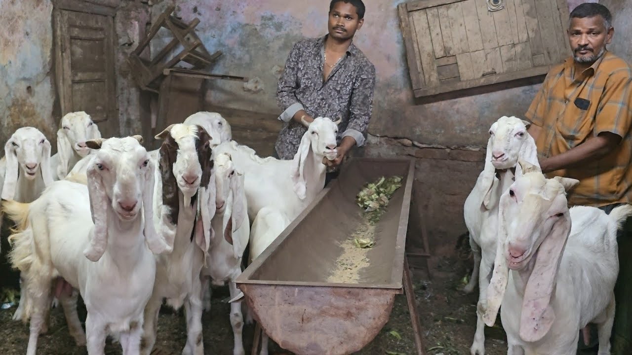 Dhamakedar🤯 Quality Offer😵‍💫 Big Frame😱 Goats Lo Aur Shouk Karo || Mohammad Bhai Sakinaka Mumbai ||