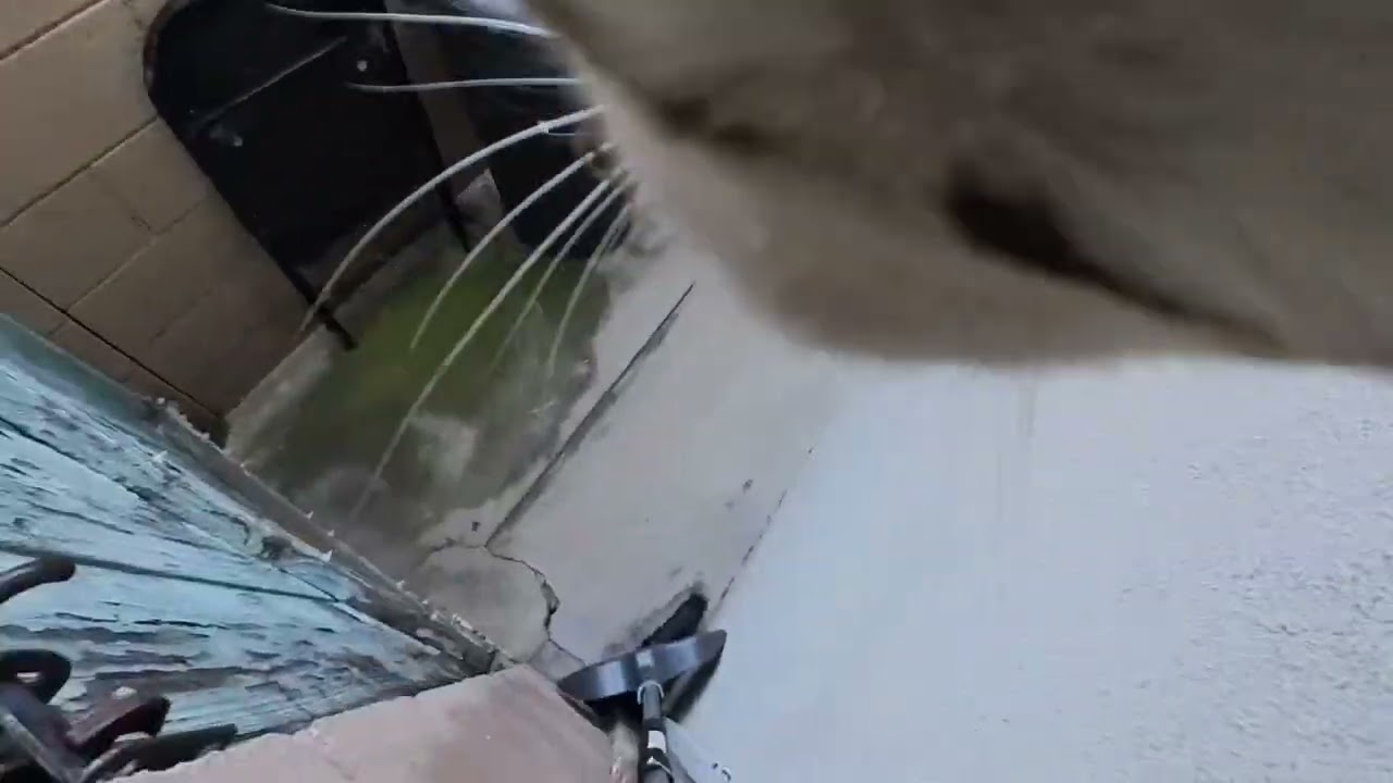 Paris spots a neighbor in her front yard so jumps a fence.