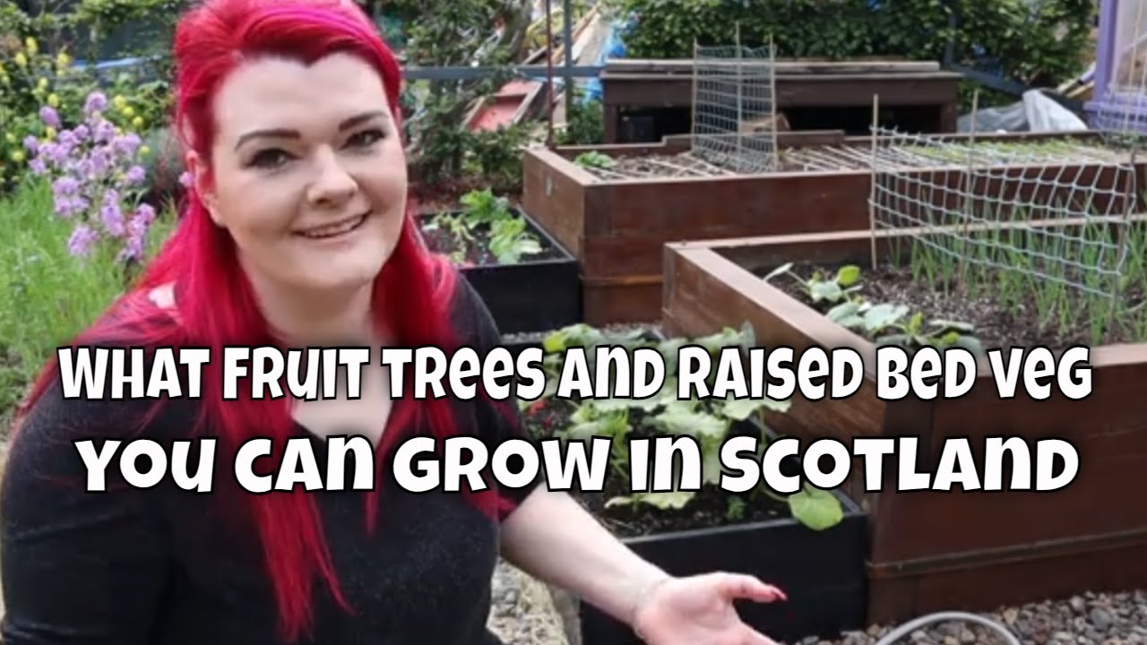 Growing in Scotland, raised bed vegetables and fruit trees June update / MoggyBoxCraft