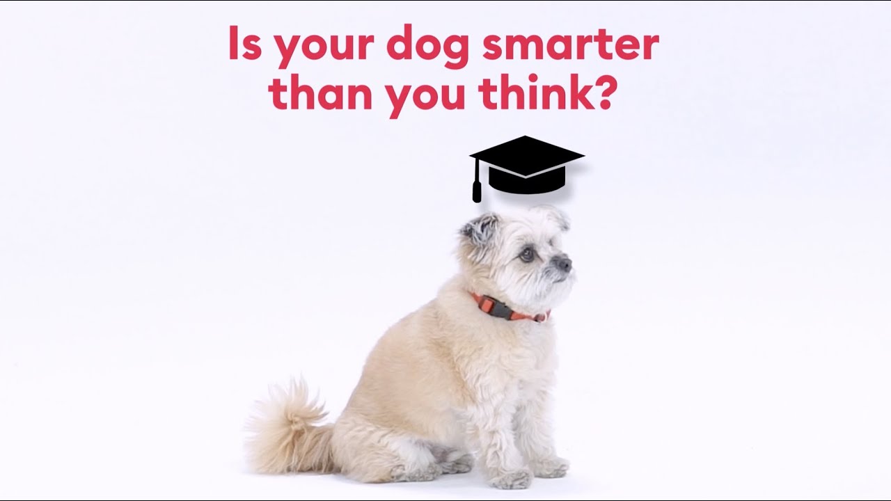 Brain Games&trade; - Dog Training Classes at PetSmart