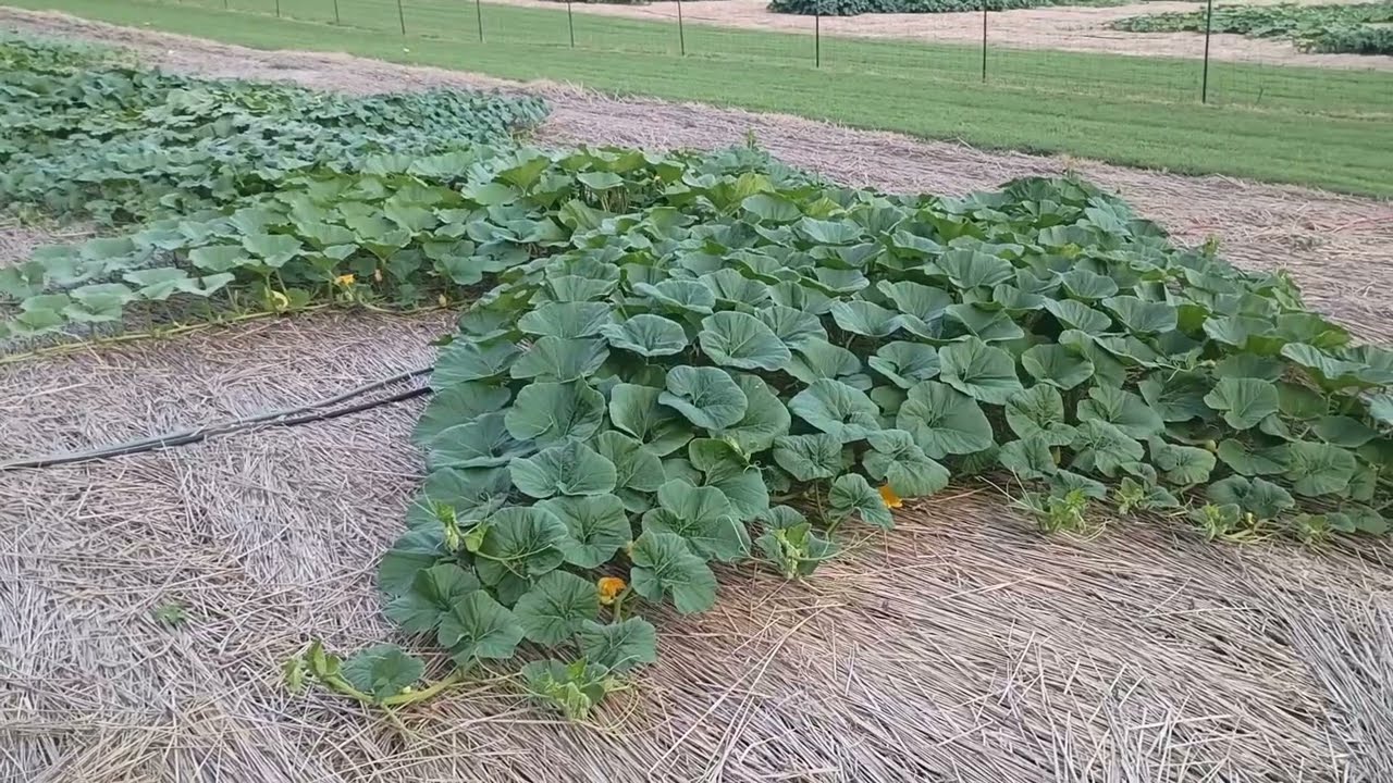 Rolling Crimping/No-Till Planting Pumpkins Week 8 (Growing Fast!)