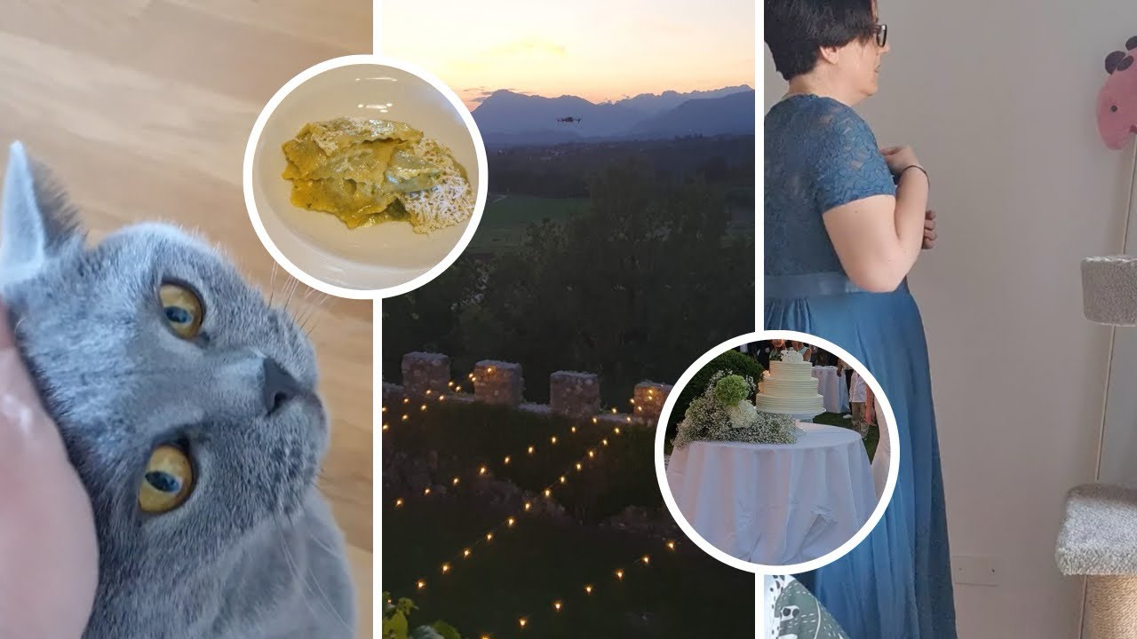 Vita con gatti, festa di matrimonio e poi relax