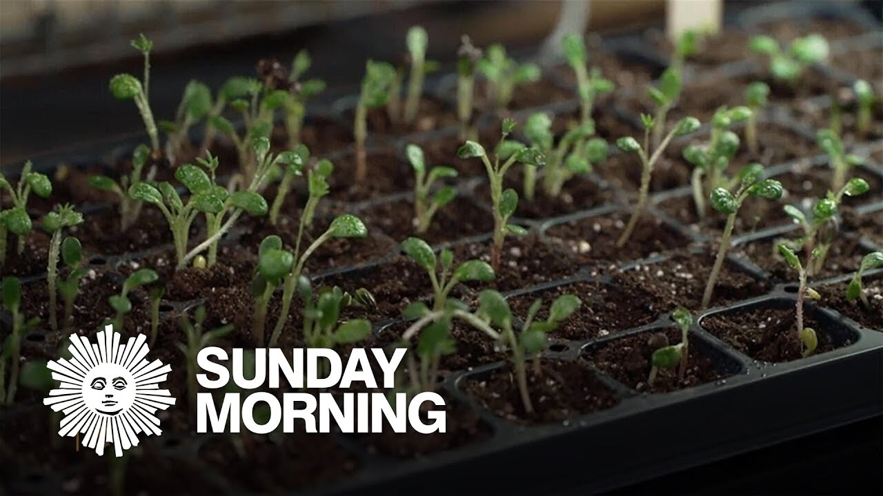 Martha Stewart on seed starting