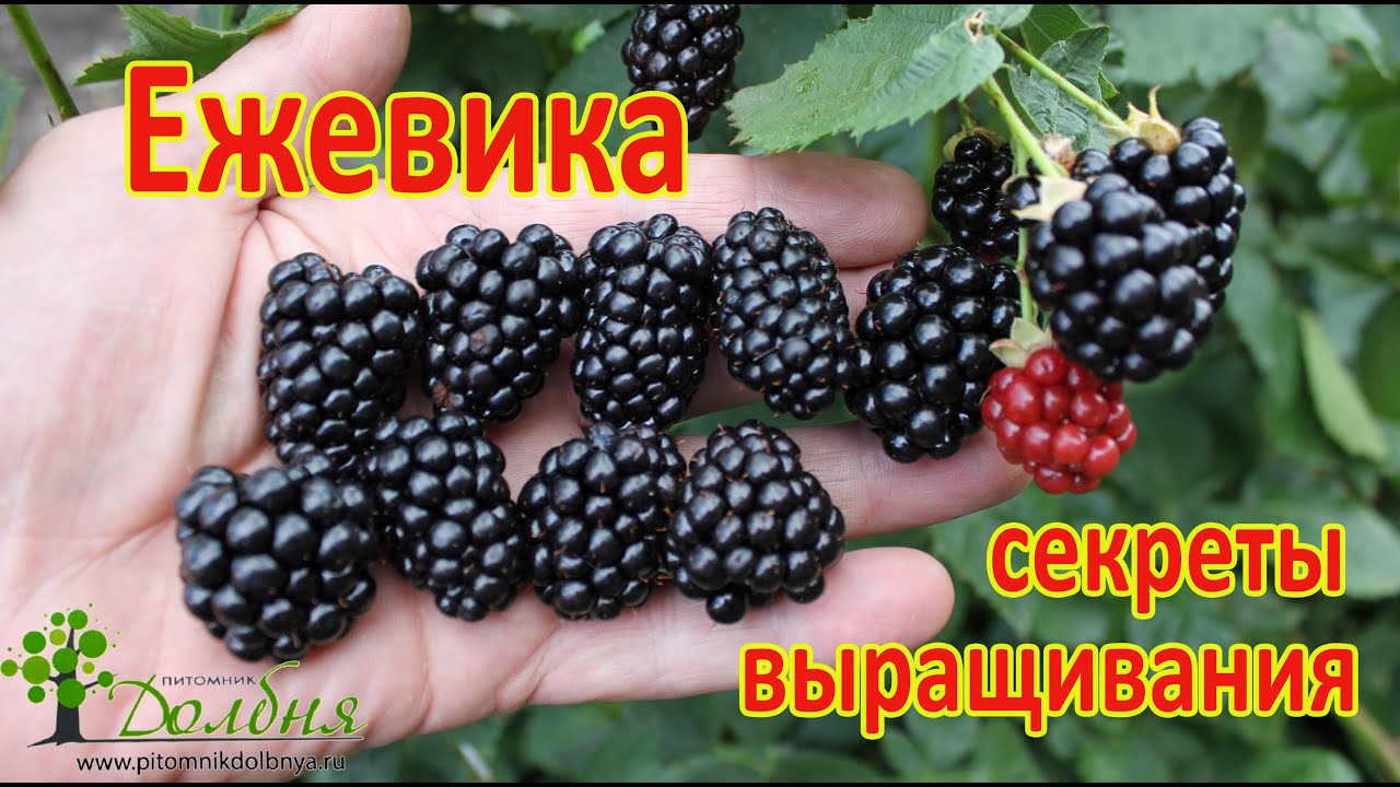Ежевика. Советы для получения  мощного урожая. Питомник Долбня. https://www.pitomnikdolbnya.ru
