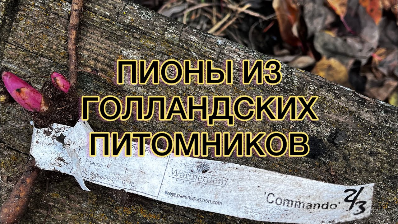 РАСПАКОВКА. Пионы из знаменитого голландского питомника «W.», а так же из других.