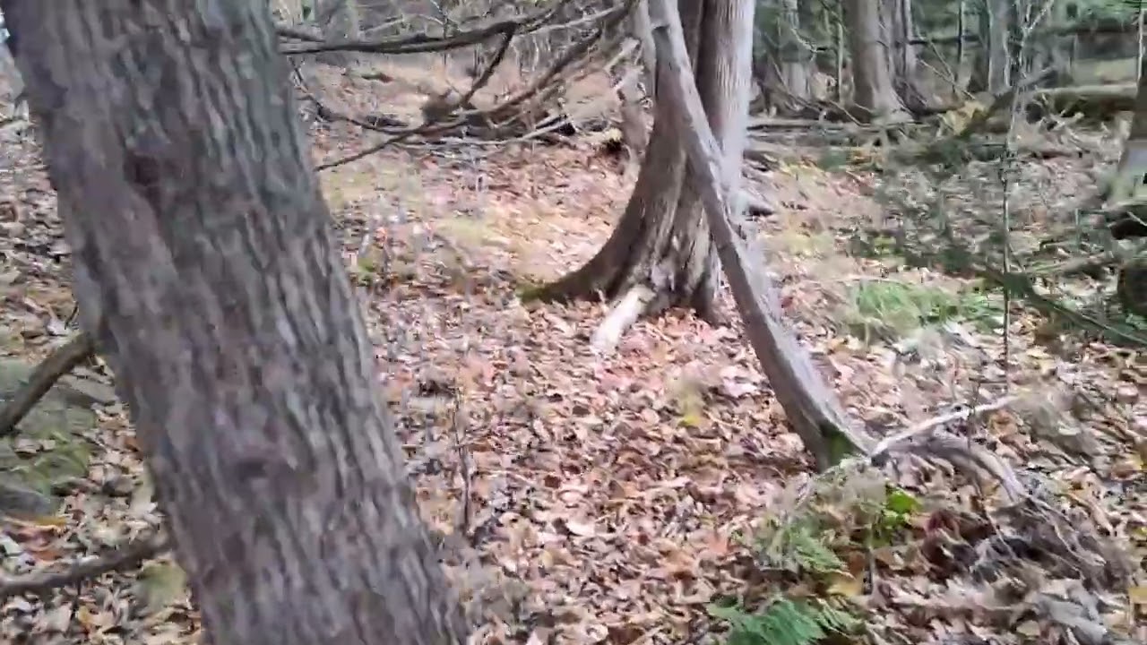 Opening week of Michigan trapping season #trapping #trapper