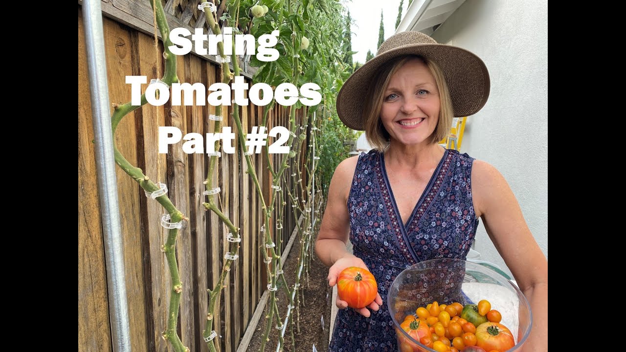 String Method Tomato Plants Update - Part #2