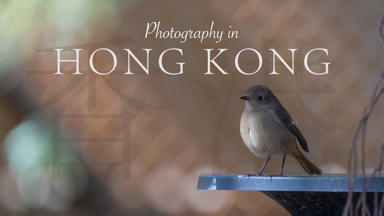 Filming birds and the Jungles of Hong Kong