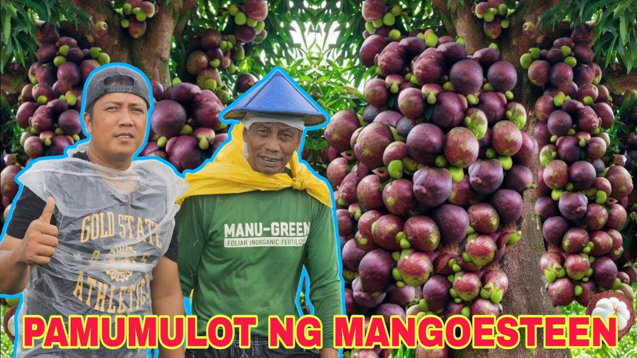 Pamumulot ng mangoesteen daming laglag epekto ng malakas ng Hangin