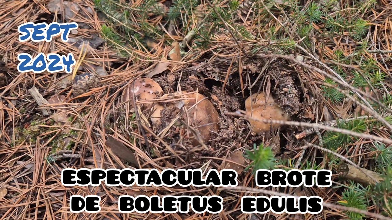 BOLETUS EDULIS a final de Septiembre de 2024 🍄