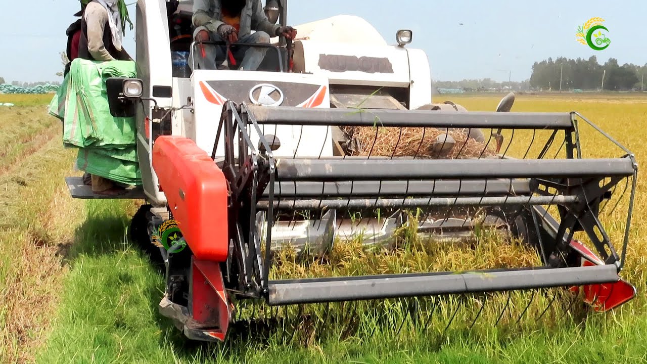 Best Rice Cutting Machine Working Skills  Rice Harvester Kubota Operating Techniques In Cambodia