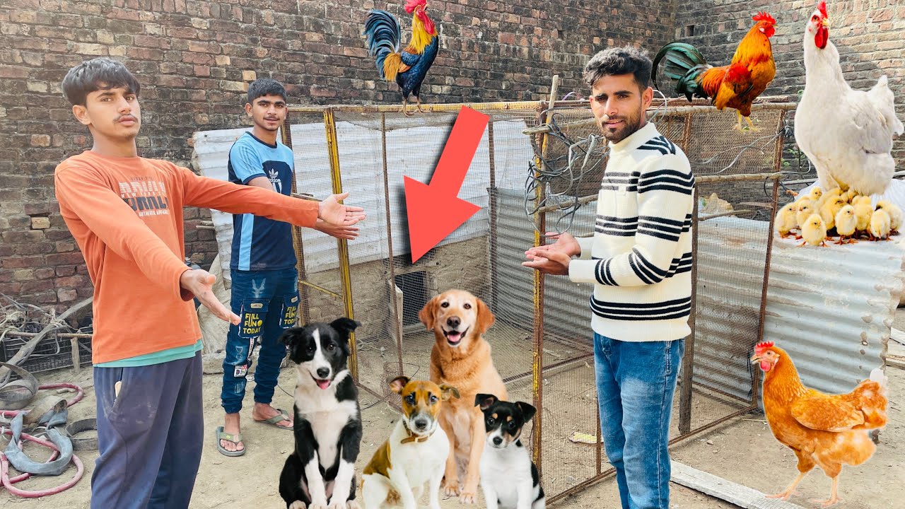 Birds Ka New Cage Agya🦜🕊️|abpethouses|