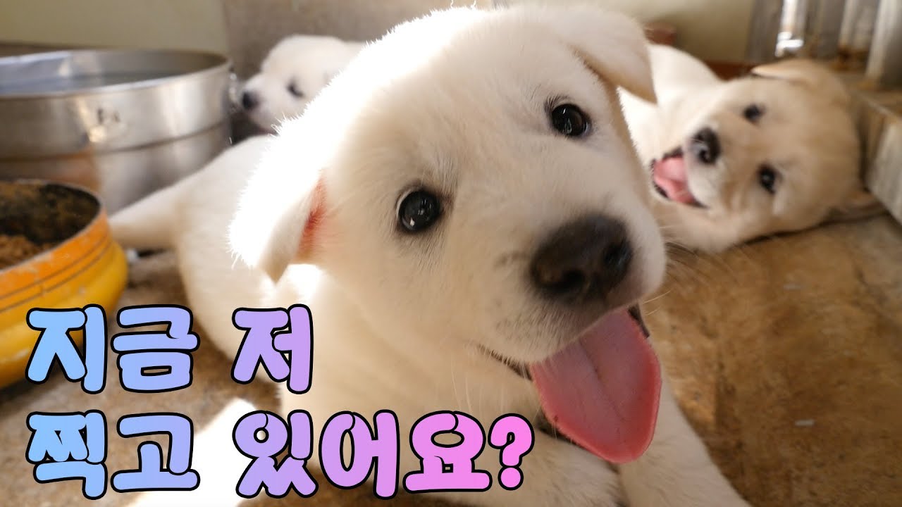 엄마 젖죠요~! 근데 엄마는 왜 자꾸 우리 젖 안 줘? [진돗개패밀리]