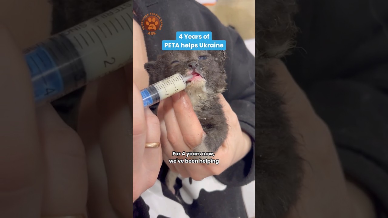 Команды, поддерживаемые PETA в Украине: 4 года войны