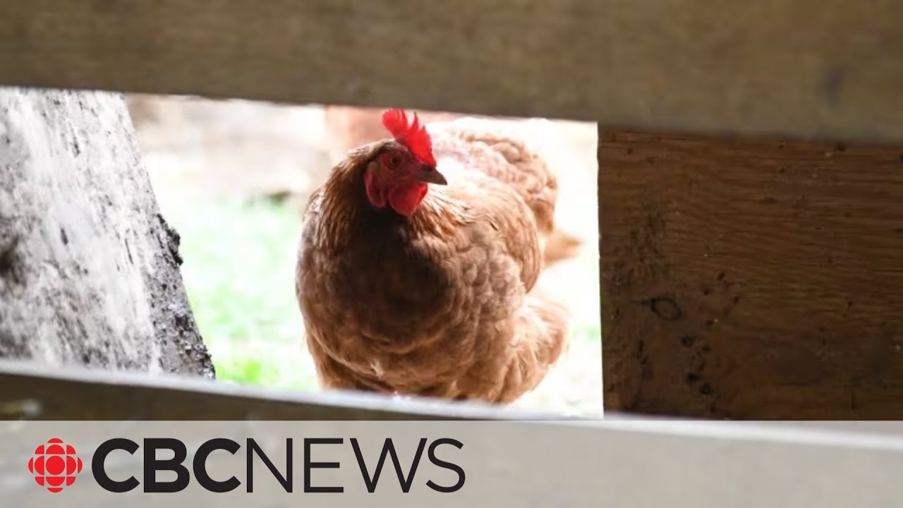 Quebec becoming epicentre for Canadian avian flu cases