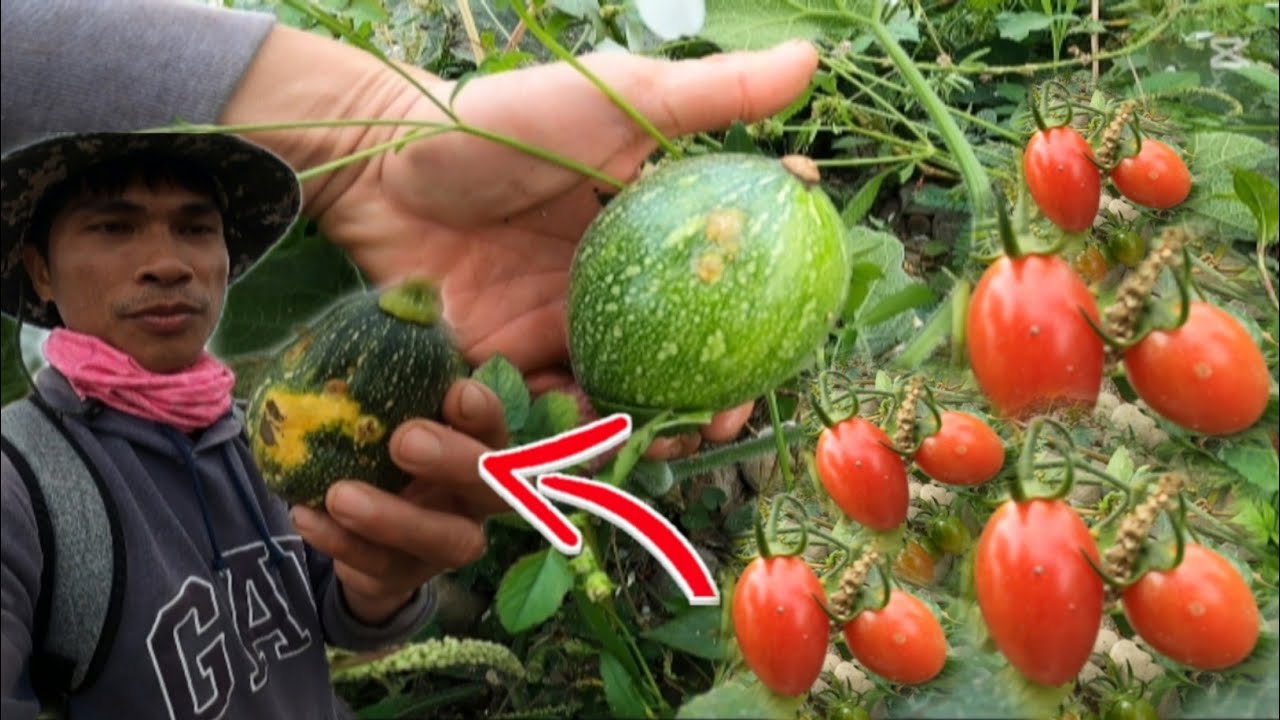 Harvest sa mga ligaw na kalabasa at kamatis NAGKALAT sa batuhan @BHONTV-31