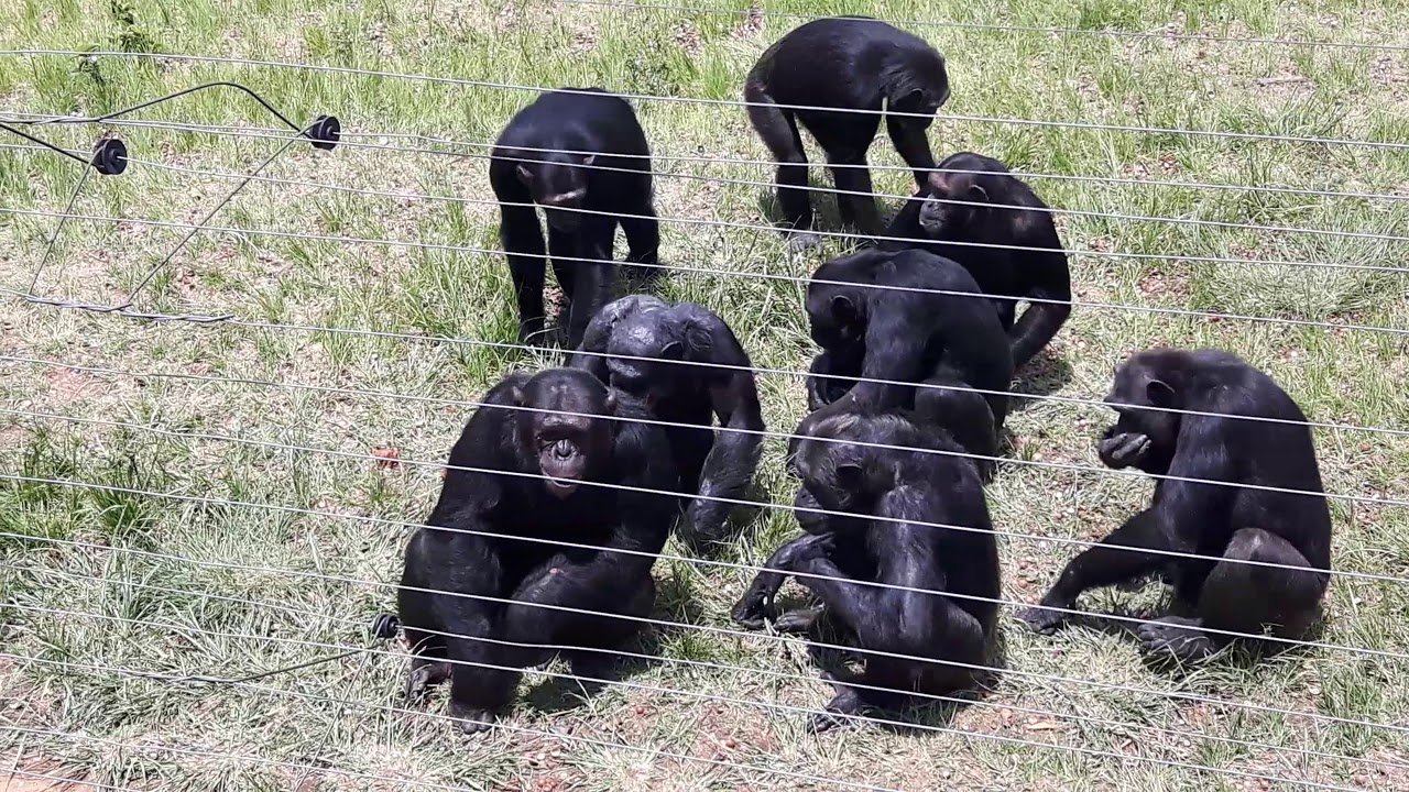 Episode 8 - Nelspruit & Jane Goodall's Chimp Eden