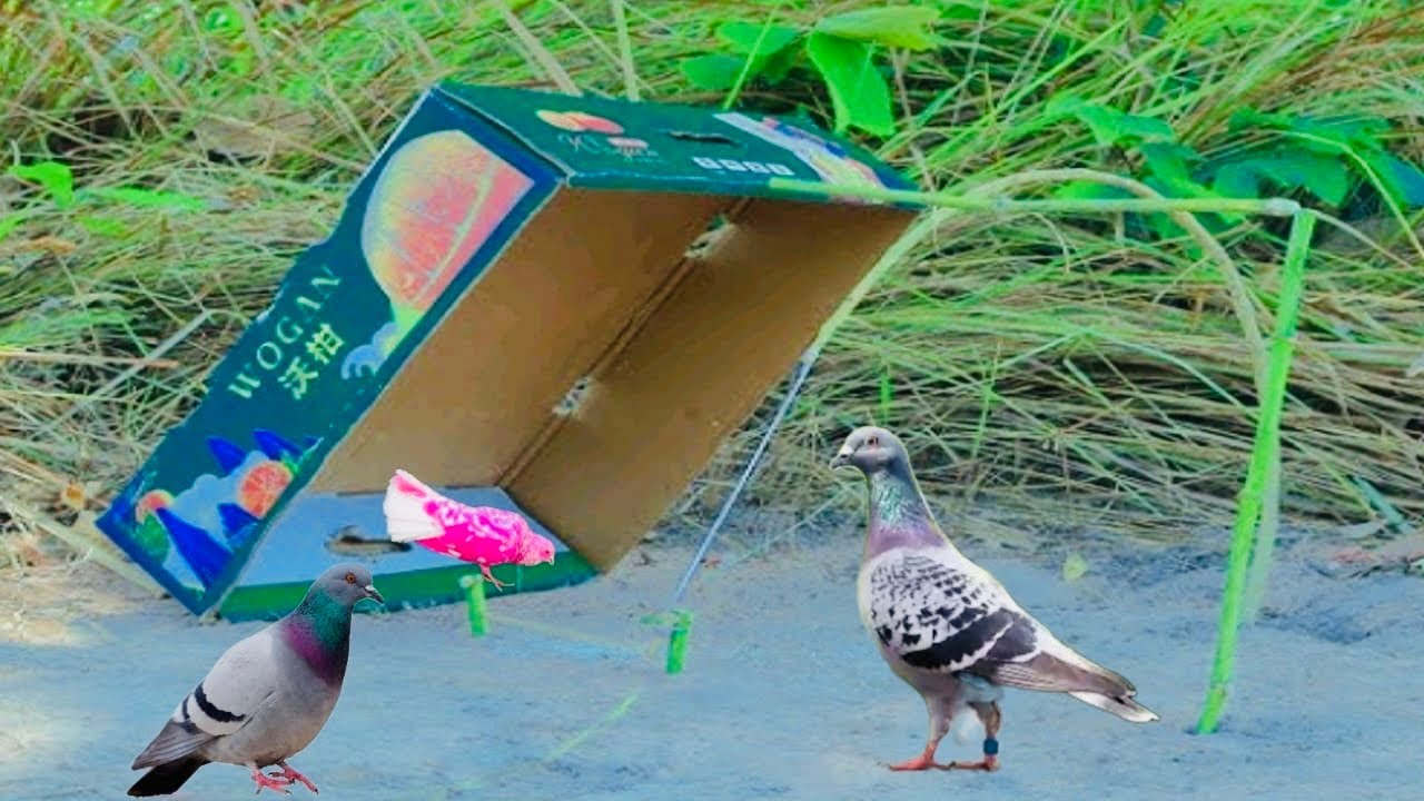 Best Quick Pigeon Trap Make From Cardboard Box Cover | New Method Bird Catching Traps | @MsBirdTraps