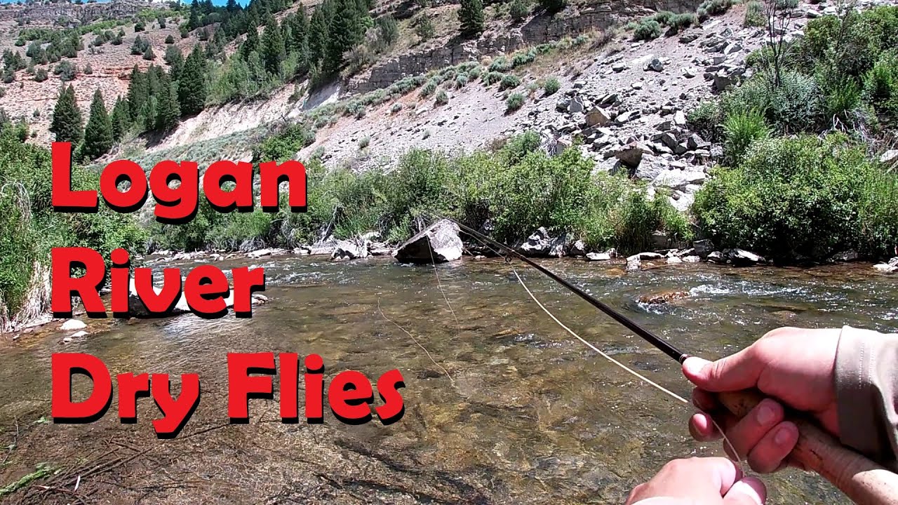 Logan River Fly Fishing - Cutts and Browns on Dries!
