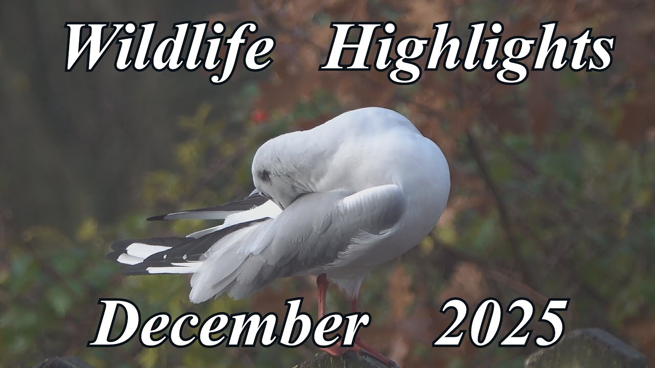 Wildlife Highlights - December  2025