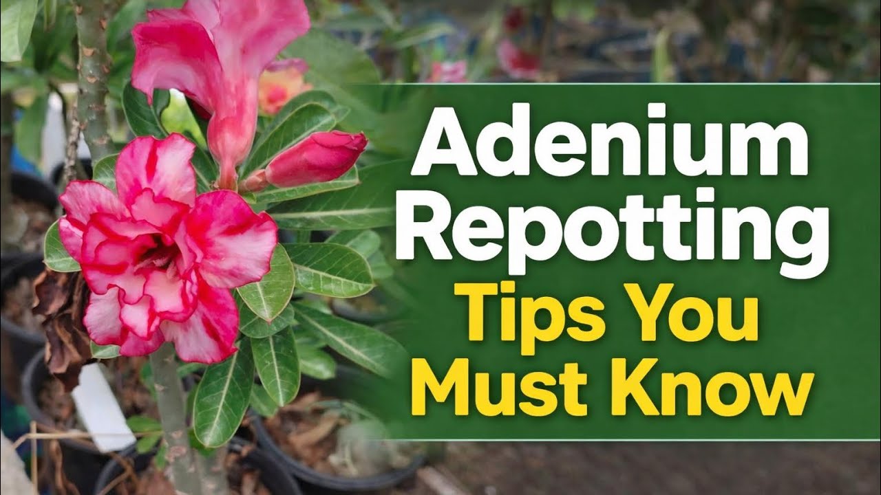 Adenium Repotting Tips You Must Know #video #gardening #viralvideo #trending 