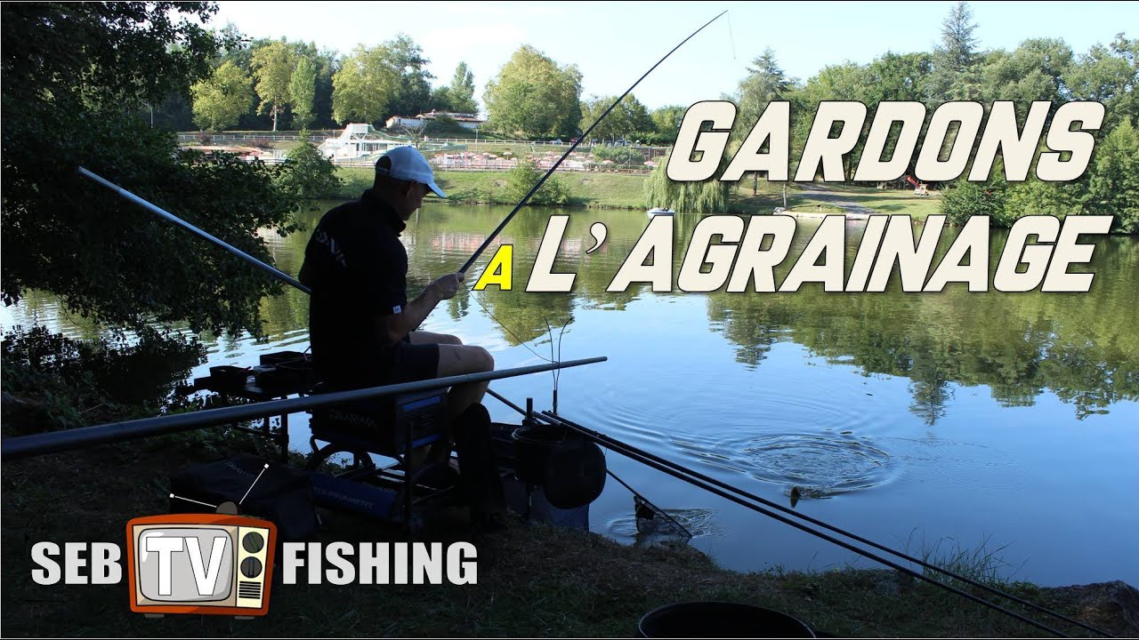 Pêche de gardons à l'agrainage (maïs et pellets)