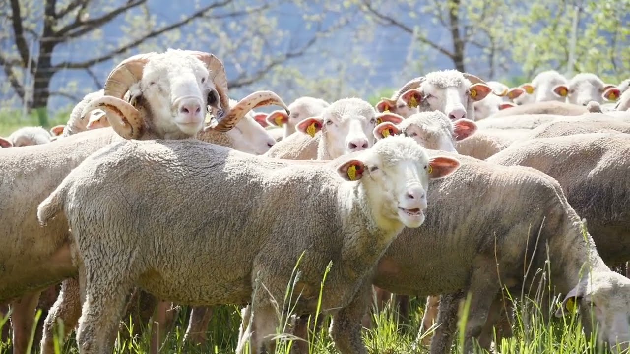 Série technique ovine n°10 : "La gestion des luttes quand on est sélectionneur"