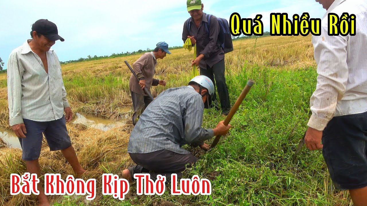 Đào Hang Bắt Chuột Đồng Quá Nhiều Chuột Bắt Không Kịp Luôn | Đam Mê Săn Bắt