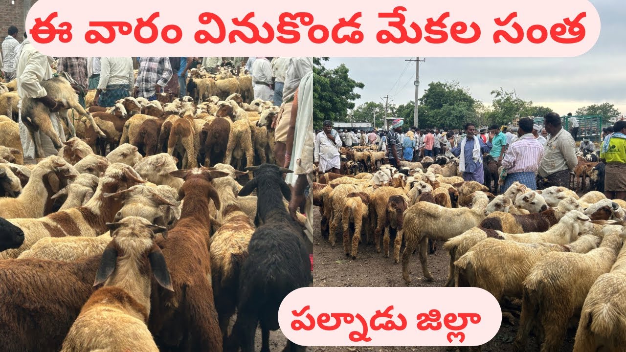 వినుకొండ #vinukonda goat market #monday  #mp sheep market #goat #cow #biggest goat & sheep market