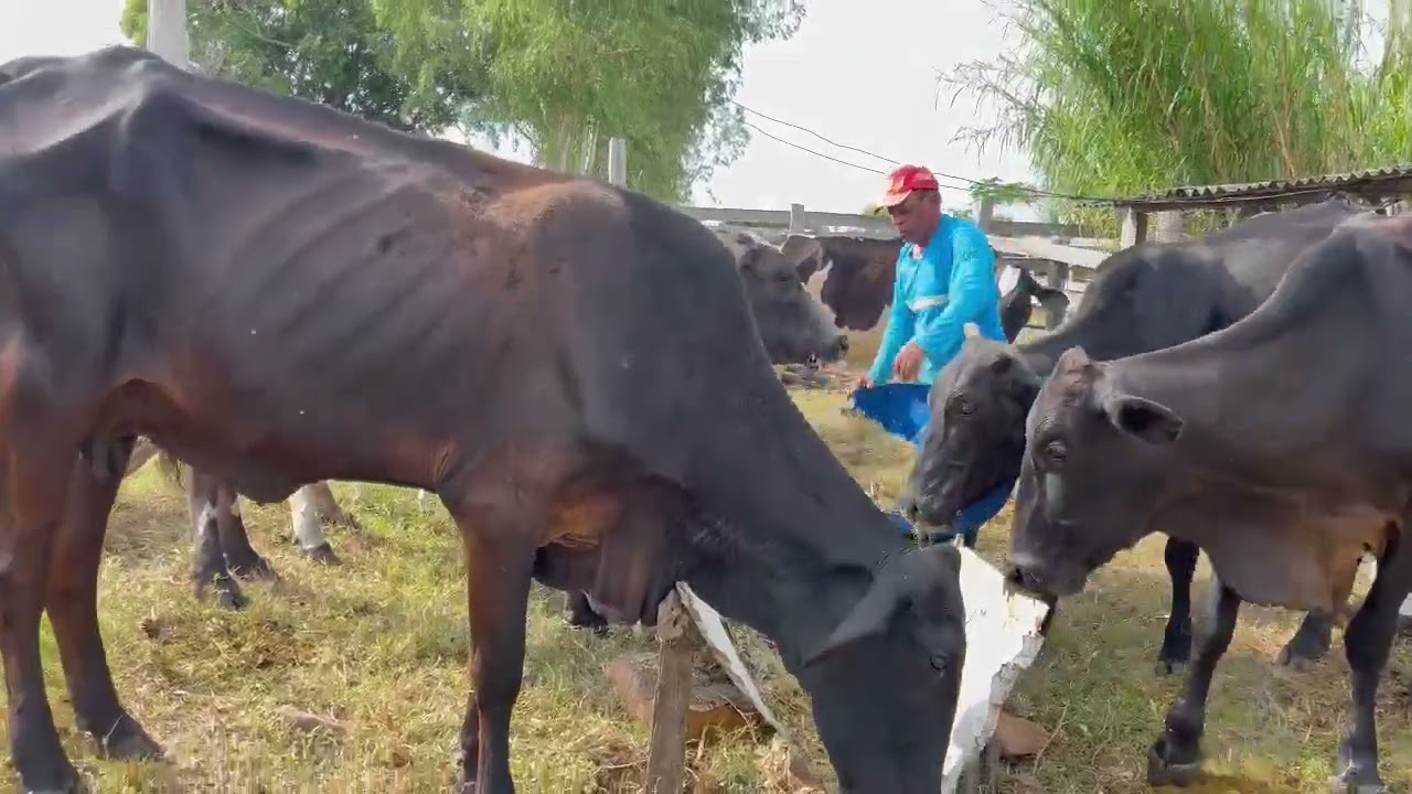 Napier triturado é ótimo para vacas leiteiras.