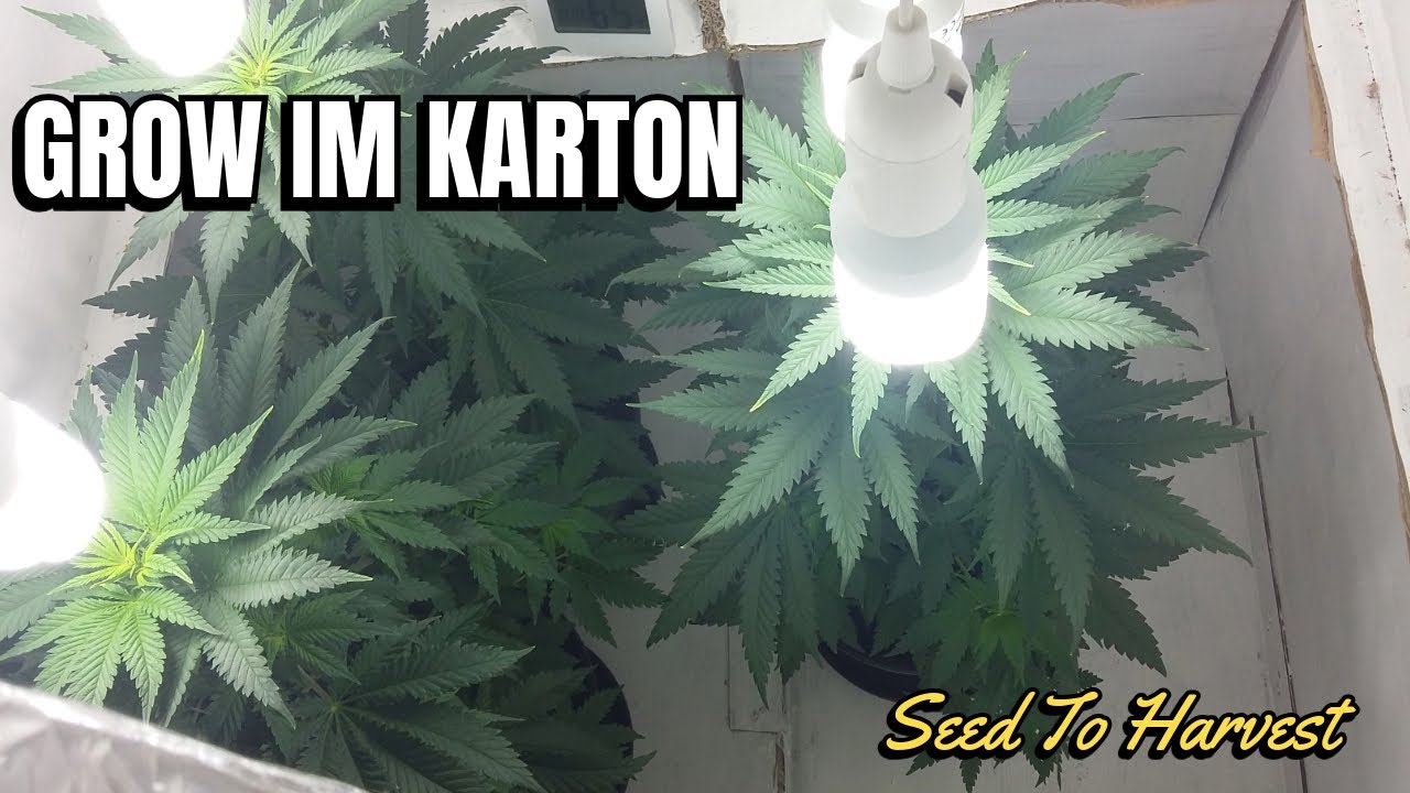 Low Budget Grow im Karton - Samen bis zur Ernte