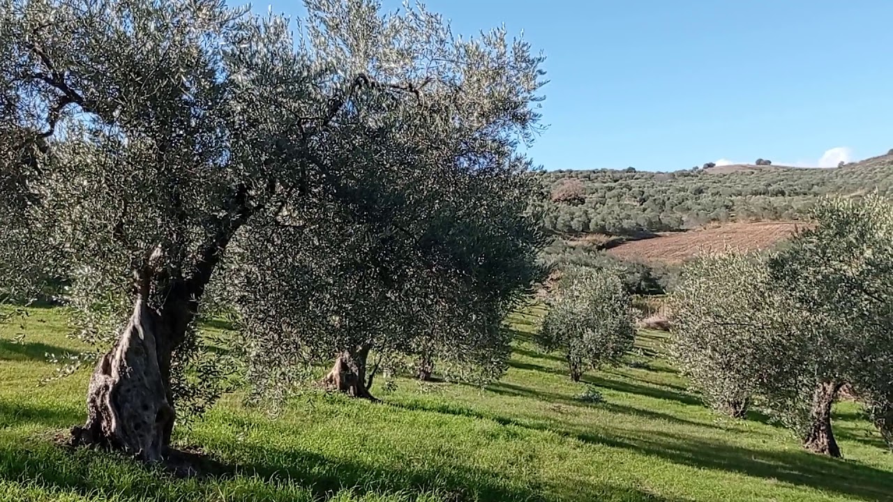 Καλλιέργεια ελιάς και γεωργικός ασβέστης.