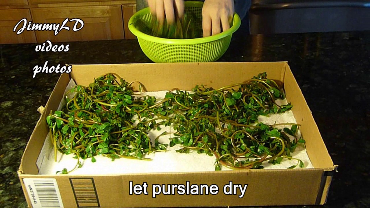 怎样制作干马齿苋, how to dry purslane for winter use