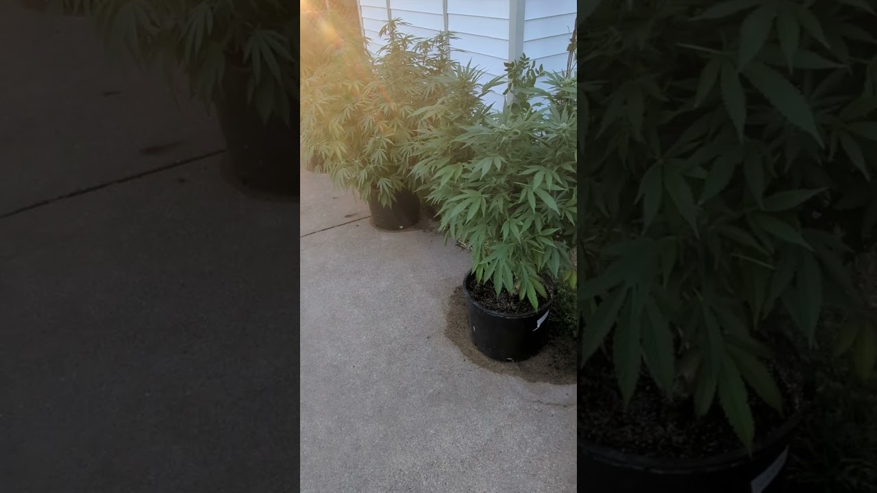 Flowering the trendiest craft cannabis in Minnesota!  It's legal now!  @thepolishbigfoot