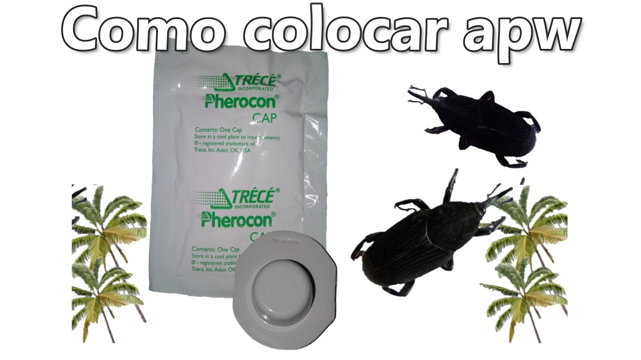 Como colocar feromona apw en trampa para picudo cocotero