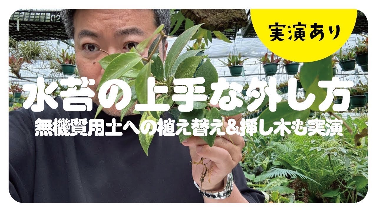 植え替えのとき水苔のはずし方をホヤで解説！少し挿木方法も