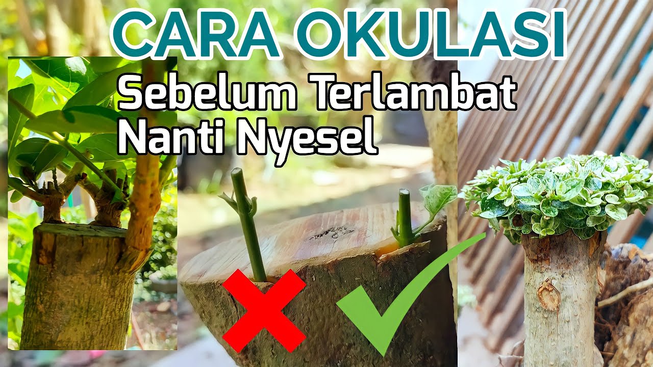 TEKNIK OKULASI / Sambung  WACANG dengan baik || jangan sampai salah potong ENTRIS