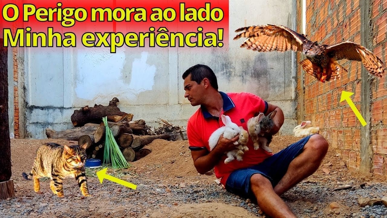 Os perigos ao criar Coelhos Soltos