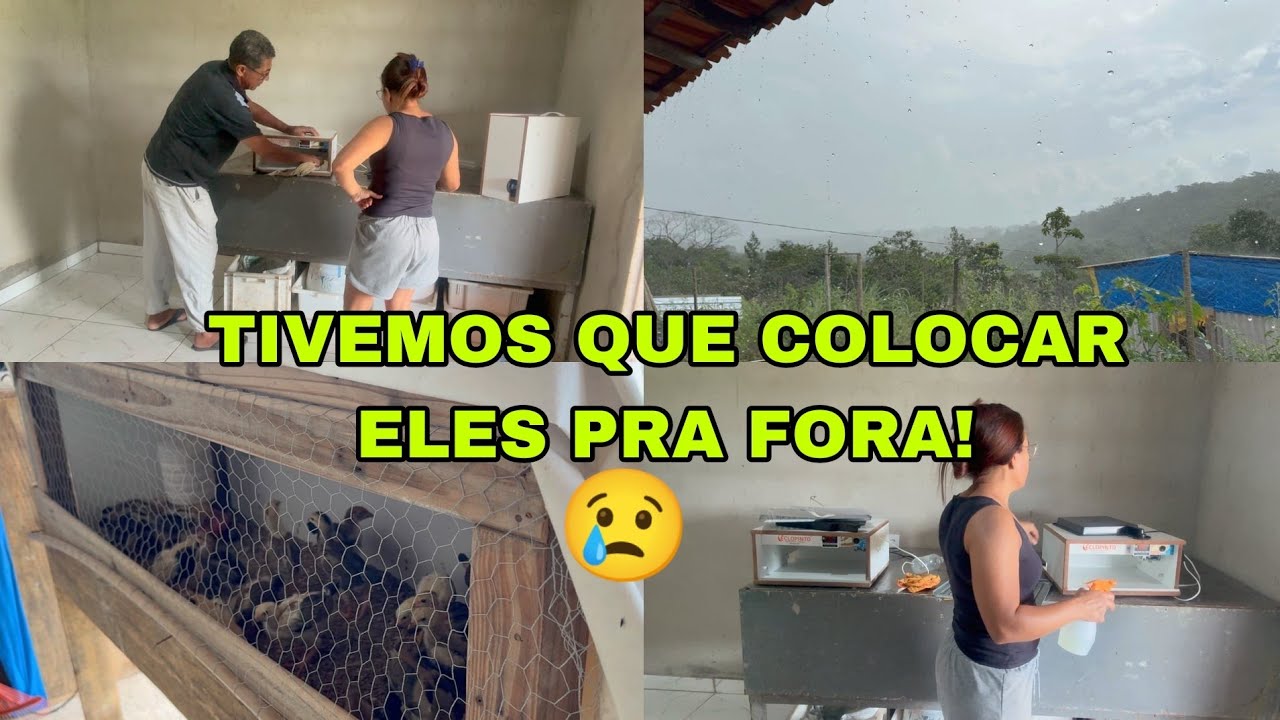 AGORA ELES VÃO FICA DO LADO DE FORA DA CASA! ESTÃO MUITO BAGUNCEIROS! #viral / cantinho da Malu 